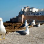essaouira, morocco, africa
