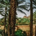 A vibrant palm tree grove in the heart of Zagora, Morocco's desert landscape.
